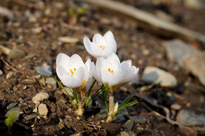 Specials image with spring Lily